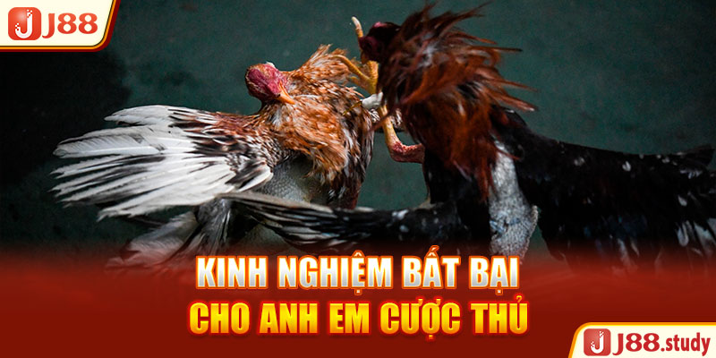 kinh-nghiem-bat-bai-cho-anh-em-cuoc-thu